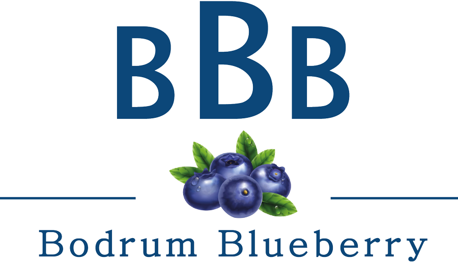 Bodrum Blueberry